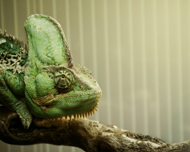 Close portrait of a chameleon