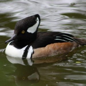 3-2 kuifzaagbek (2025)