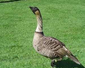 ÉCHANGER: 0-1 Bernache Hawaï