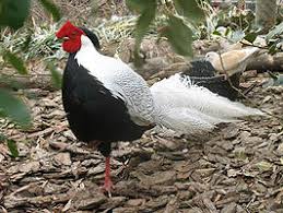 4 gallofaisan argenté