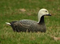 1-1 keizergans (2025)