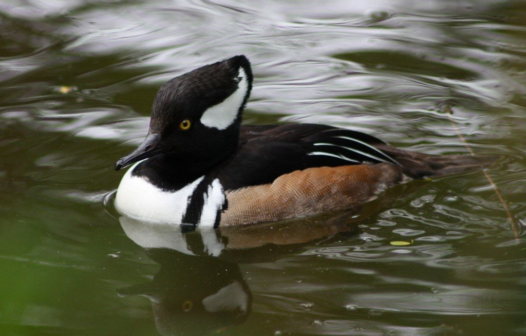 GEVRAAGD: 0-1 kuifzaagbek (2024 of ouder)