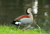 5-0 roodschoudertaling (2025)