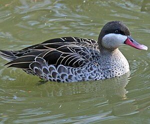 Roodsnavelpijlstaart (2025)