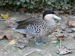 9-7 versicolortaling (2025)