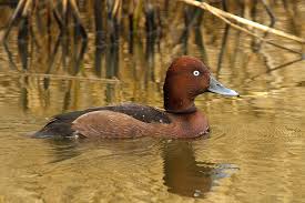 4-4 witoogeend (2025)