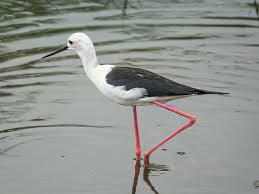 Eur. steltkluut (2025)