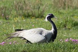 1-1 jufferkraanvogel (2020)