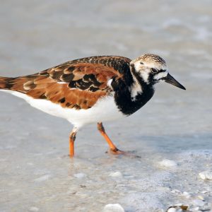 GEVRAAGD: 1-1 steenloper