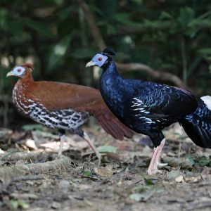 2-1 Borneo-vuurrugfazant (2025)