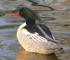 2-3 Schuppensäger (2025)