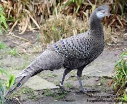 GEVRAAGD: 0-1 Chinquis-pauwfazant (2025)