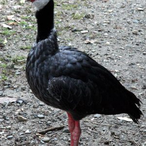 GEVRAAGD: 0-1 hoenderkoet (2020)