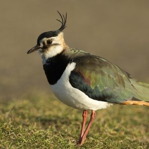 1-2 Euro Kiebitze (2025)