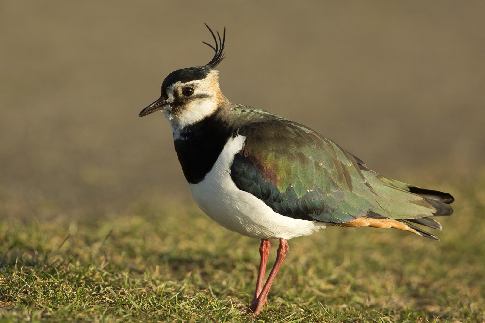 1-2 Euro Kiebitze (2025)