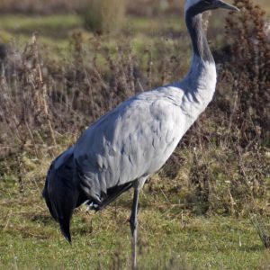 GEVRAAGD: 1-0 Eur. kraanvogel (2020)