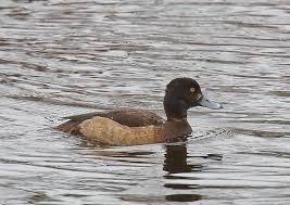 Eur. kuifeend (2025)