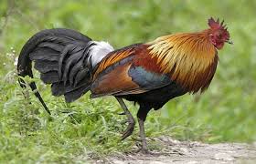 GEVRAAGD: 1-1 Lafayettehoen (2025)