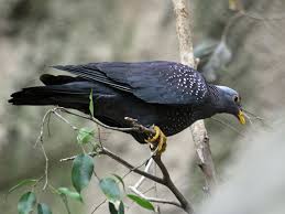 0-2 Pigeon des Olives