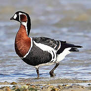 5-4 Bernache Cou Rou