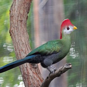 1-1 Touraco de Pauline 2025