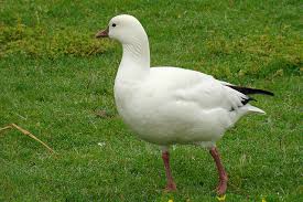 0-2 Oie de ross 2021-2023