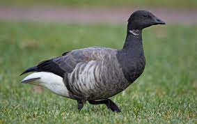 3-3 atlantische Ringelgänse (2025)